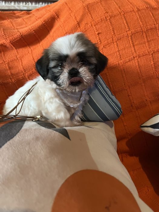 Shitzu femea excelente mini