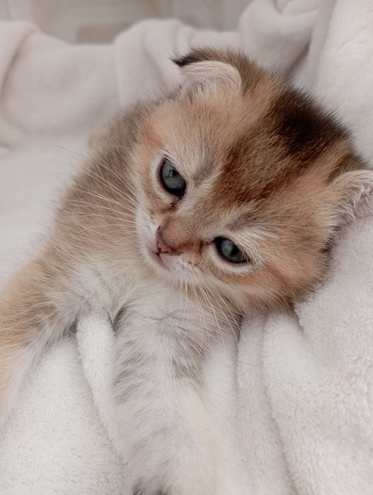 Кошенята Шикарнючі золоті шиншили