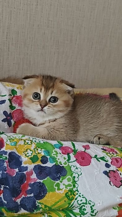 Дівчинка золота шиншила