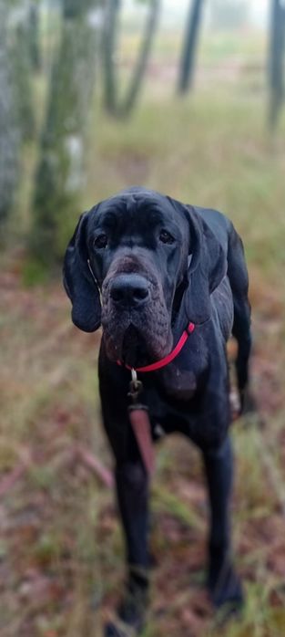 Dog niemiecki suczka
