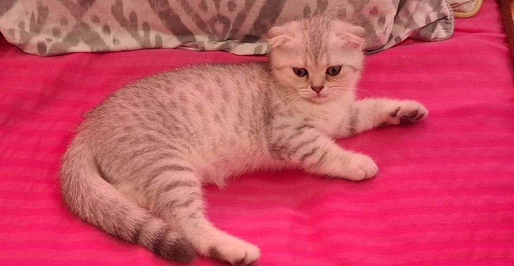Шотландські кошенята