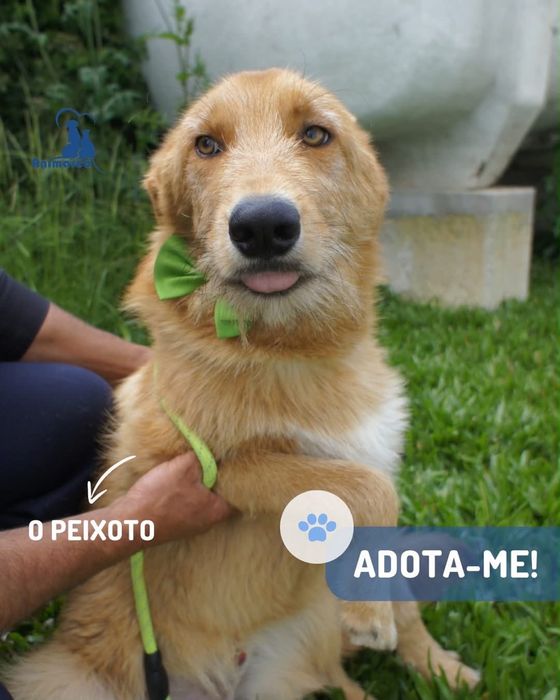 Peixoto cao para adoção