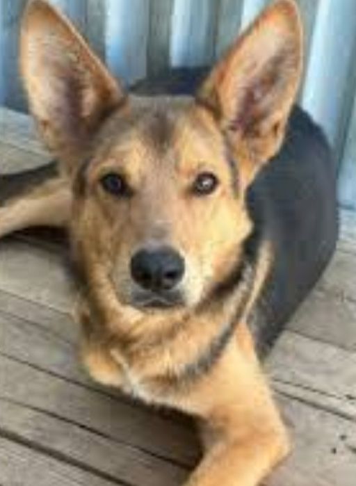 Розумний молодий пес