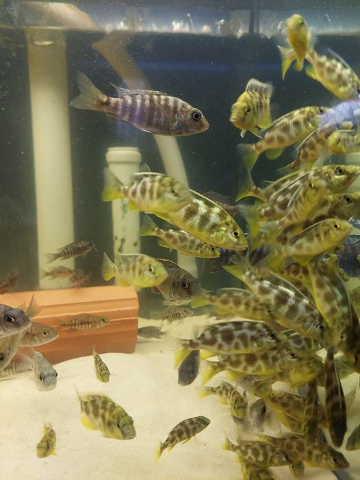 Aulonacary Red Empress