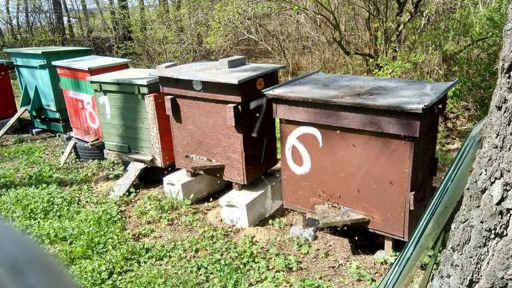 Miód z własnej pasieki.