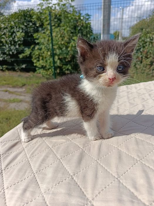 Котята в добрые руки!