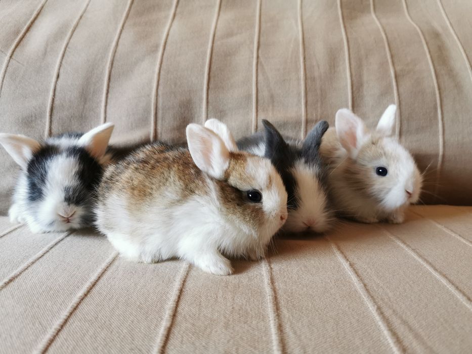 KIT Coelhos anões angorá e holandês mini muito fofos