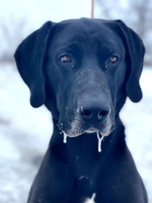 Німецький дог Майк шукає родину, жити в приватному будинку
