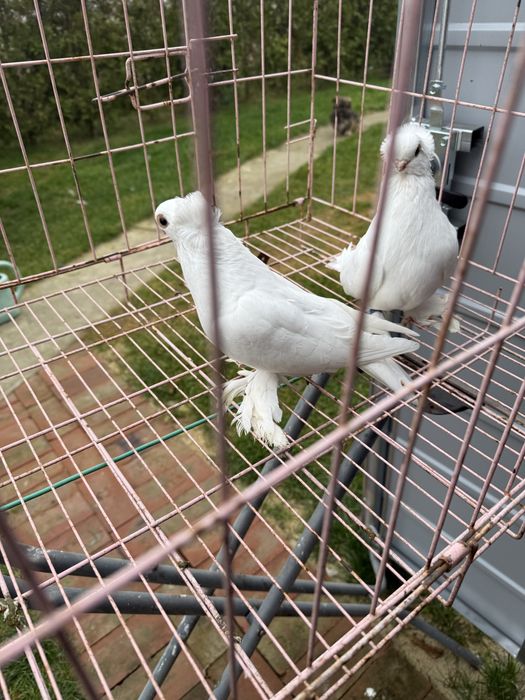 Sprzedam pare krulewskie