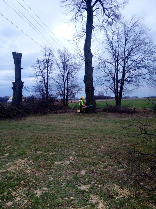 Wycinka drzew z Podnośnika koszowego