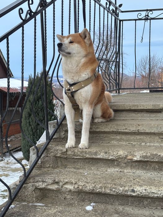 В’язка Акіта іну хлопчик