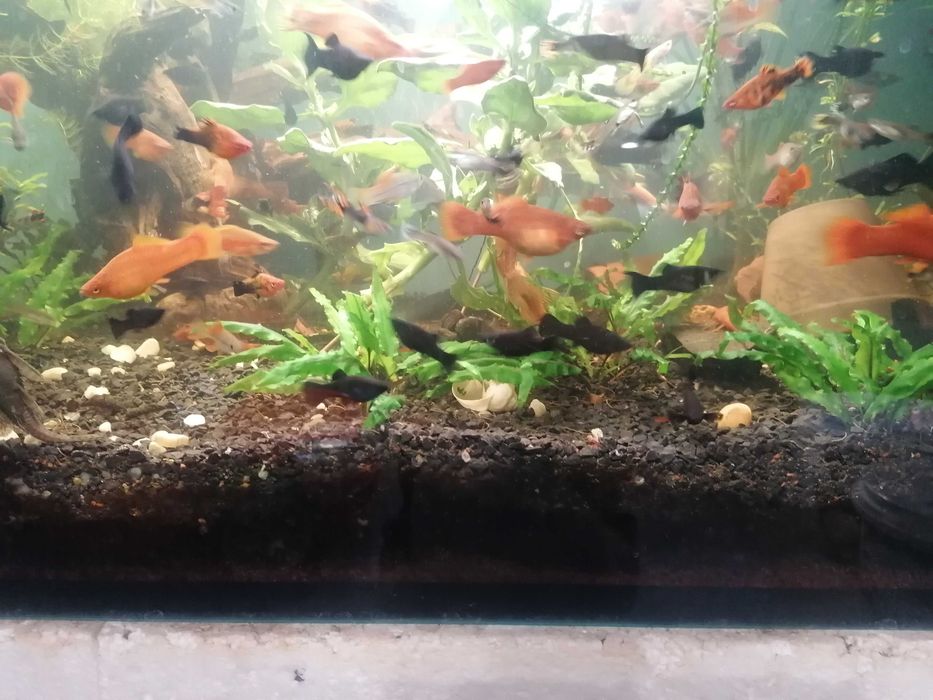 Rybki akwariowe mieczyki i molinezje