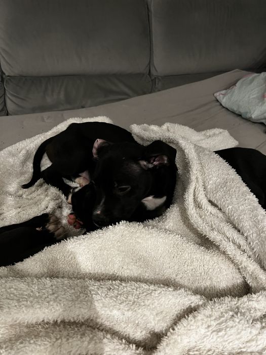 Oddam pieski w dobre ręce