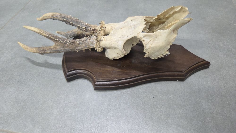 Trofeum myśliwskie parostka sarny rogacz