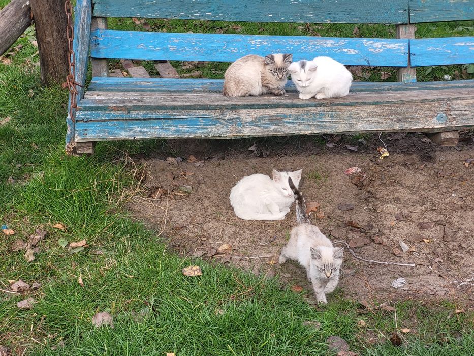 Кошенята, віддамо в добрі руки