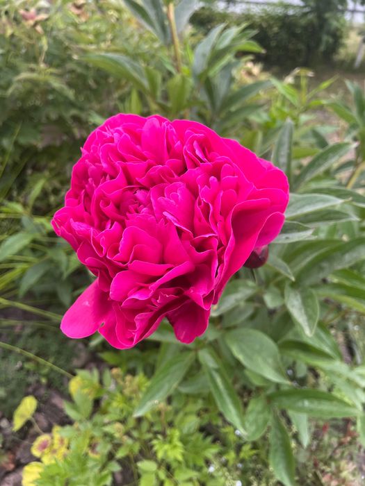 Пухиреплідник з жовтим листям і бордовим