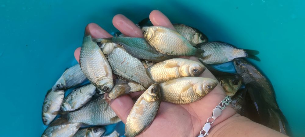 Карась Живець 
Від 4-18см є різні
Відправляємо