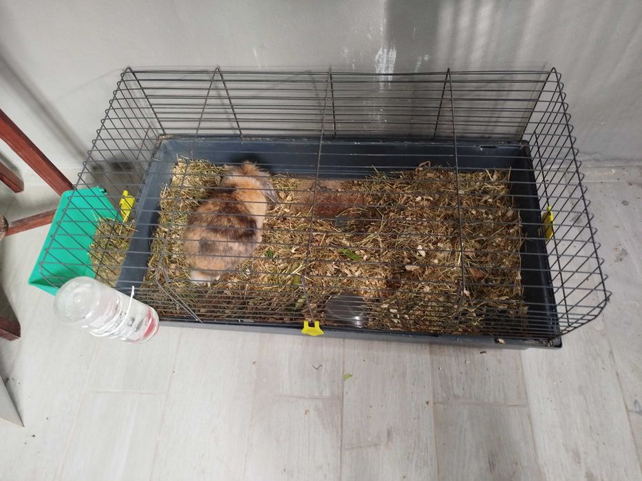 Conjunto de coelhos mini lop