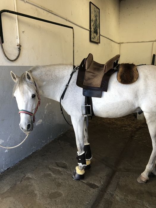 Cavalo russo Luso-arabe