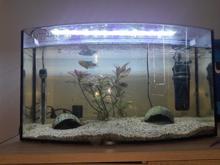 Akwarium ok 60 l