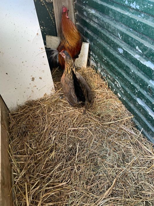 Vendo casal de garnizos