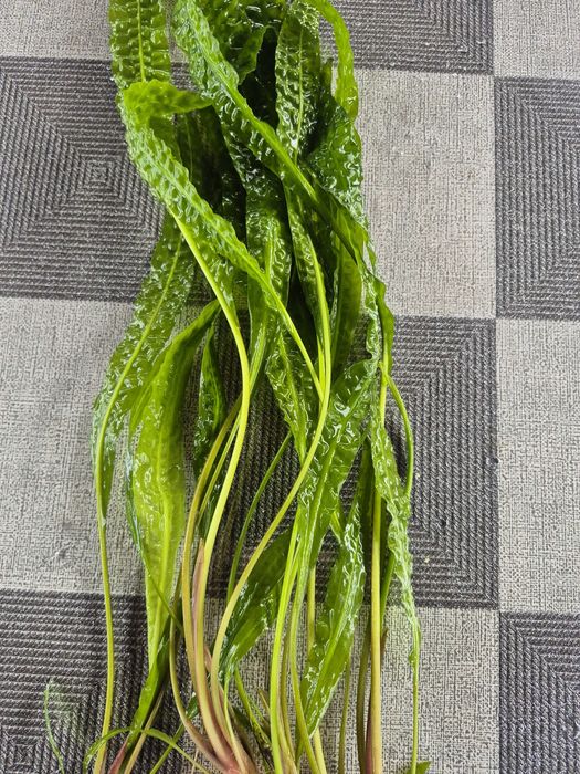 Sprzedam Kryptokorynę