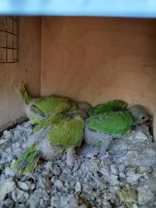 Ring neks portadores de verdes violeta cc para criar a mão
