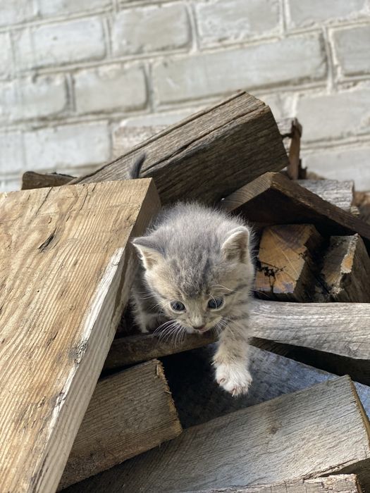 Символічний комочок щастя, 24 серпня