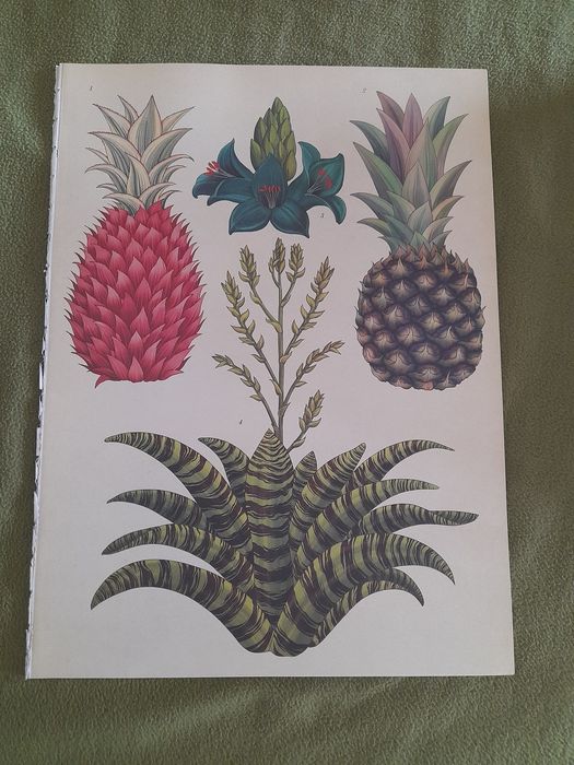 Gravuras flores/frutas