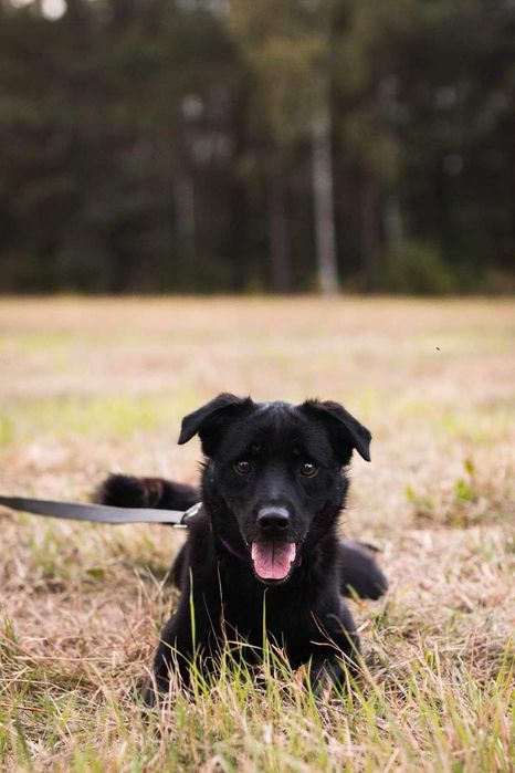 Piękne psisko szuka domu