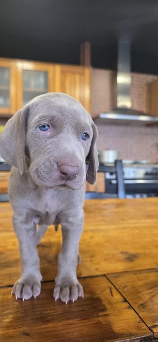Weimaraner com lop