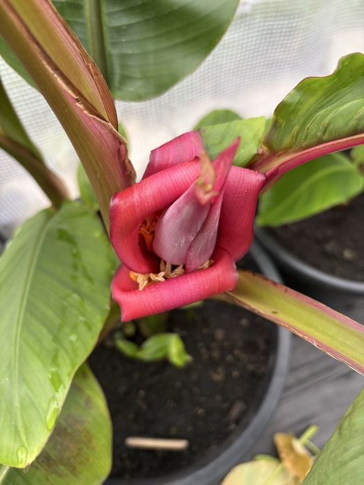 Duże sadzonki Bananowiec Musa sikkimensis i Colocasia