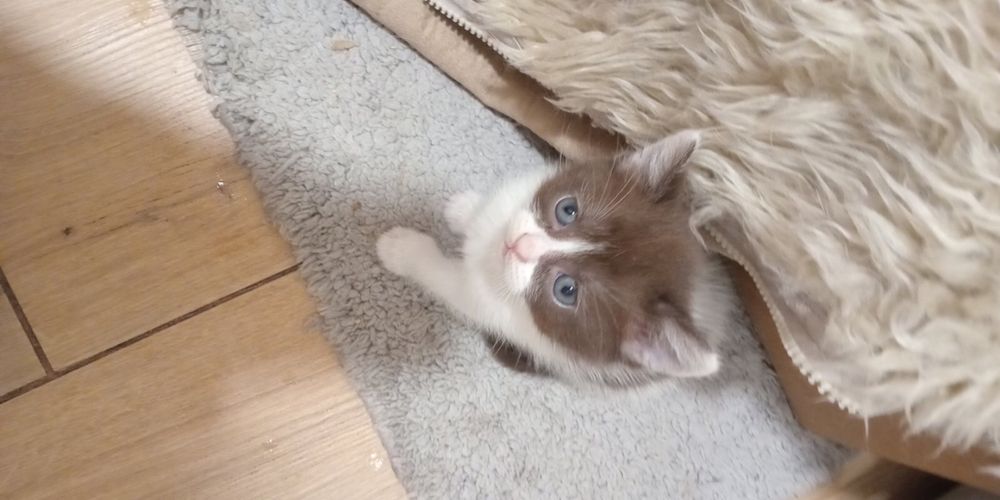 Віддам кошенят в хороші руки