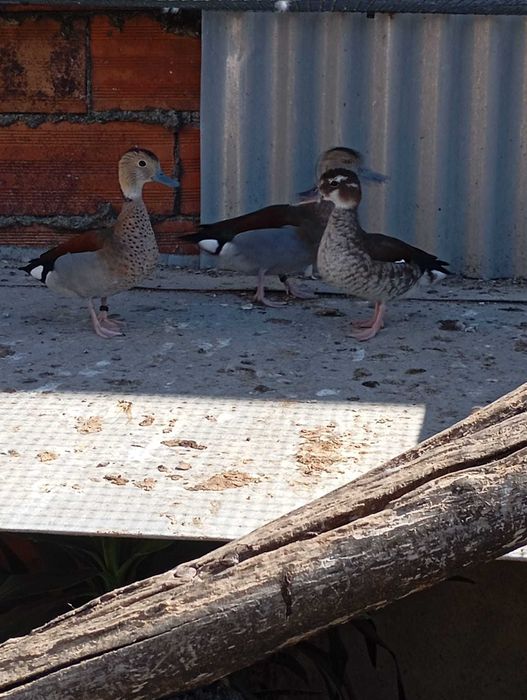 Aves ornamentais desde 25