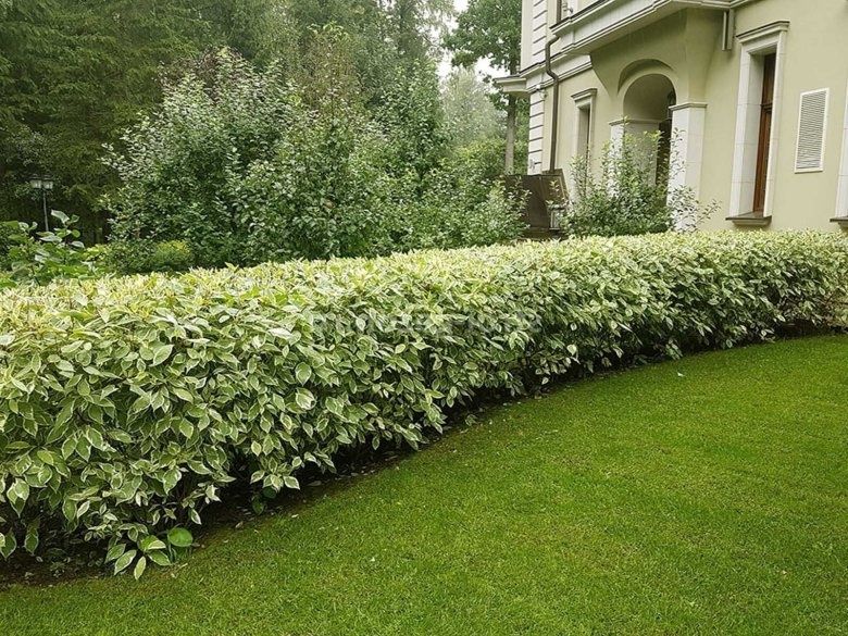 Дерен Елегантисима