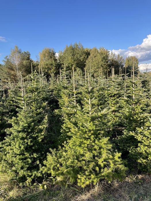 Jodła koreańska 250cm