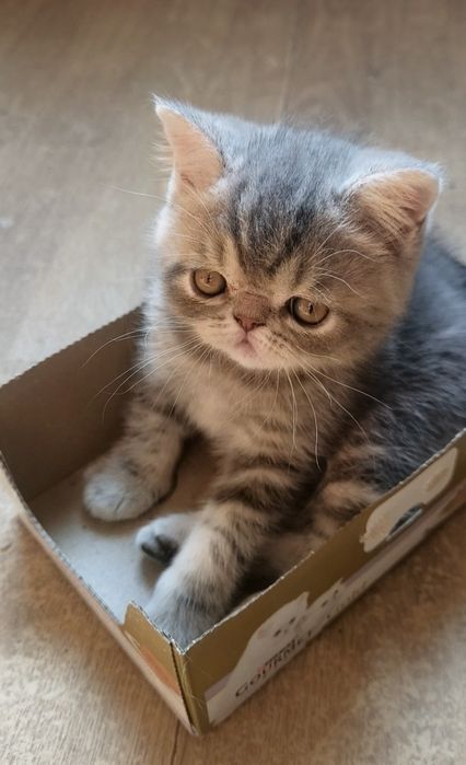 Очаровательный котик экзотик