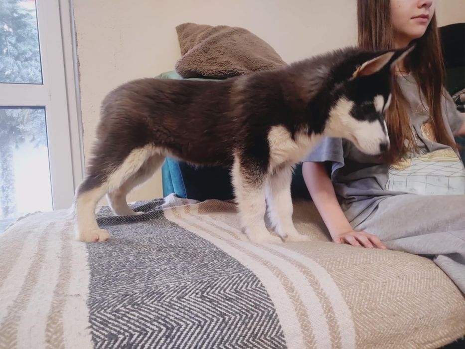 Aktualizacja : ostatnia suczka Alaskan Malamute