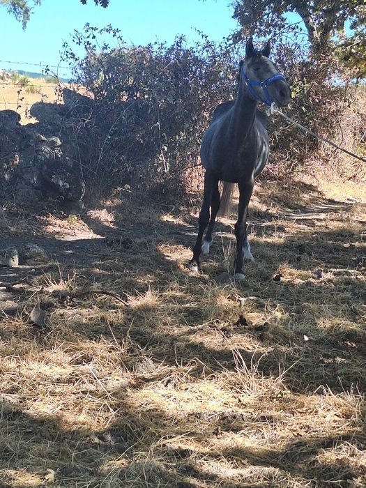 Poldra lusitana Pura