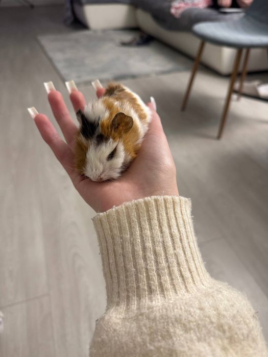 Морські свинки..