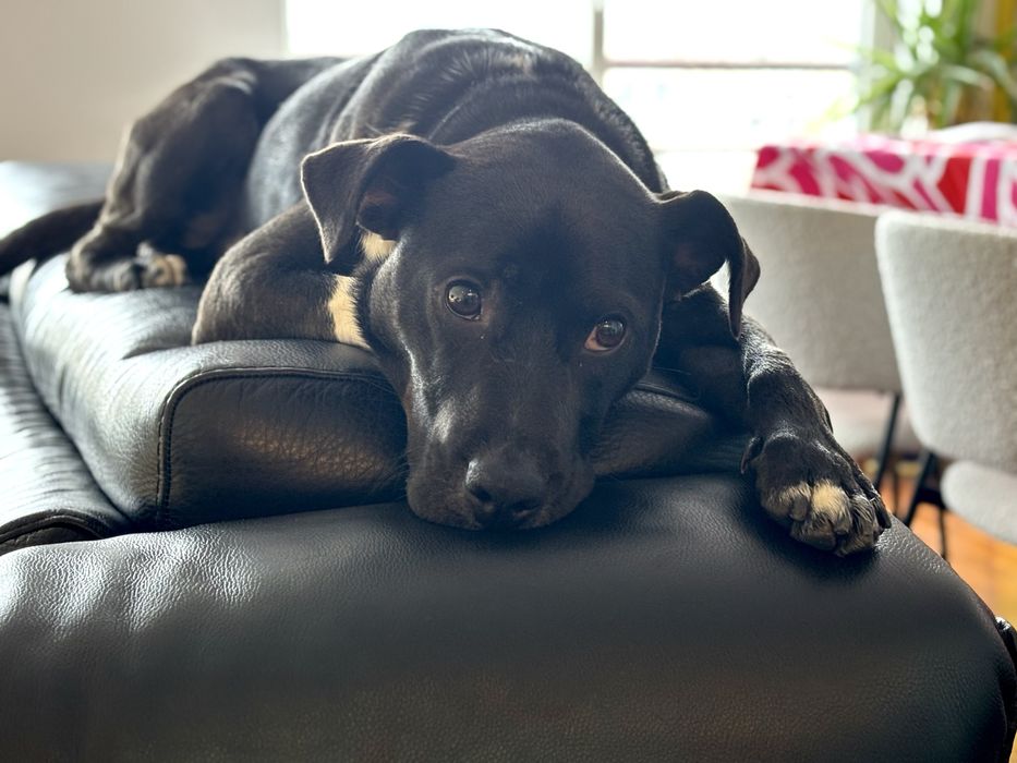 Cão de cerca de 1 ano