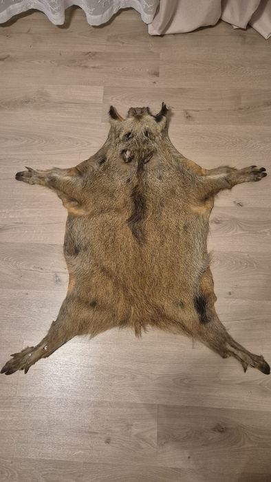 Skóra z dzika naturalna