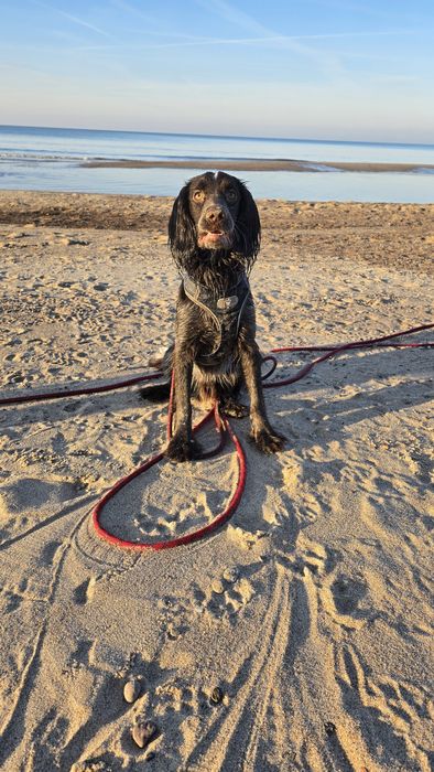 Pies polski spaniel myśliwski