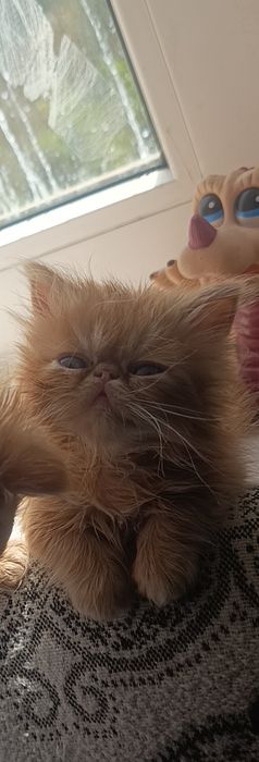 Персидські котята