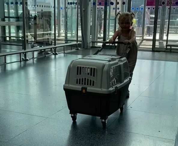 АВИа бокс iata переноска клетка для собак кошек от №1,2,3,4,5,6,7