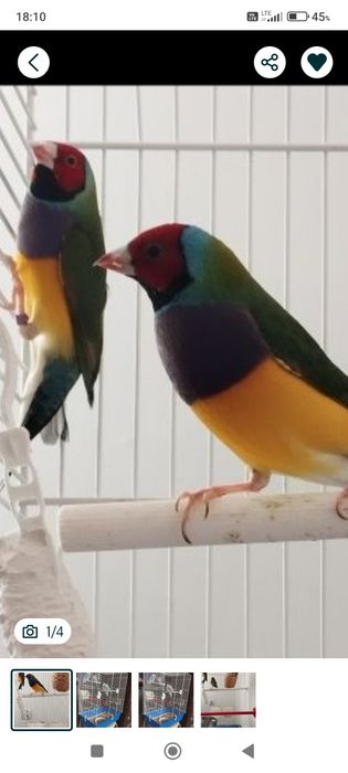 Amadyny wspaniałe Papugi faliste że