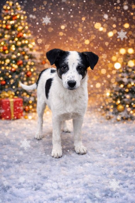 Белла шукає сім'ю