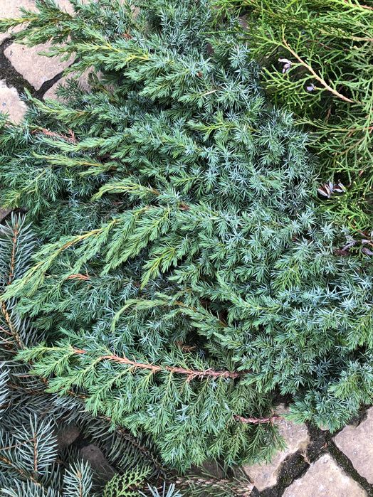 Мікси свіжої хвої.