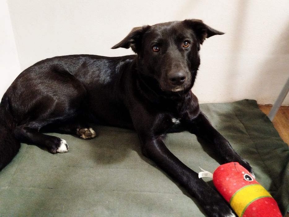 Labrador 2,5 letnia suczka Nela szuka kochającego domu