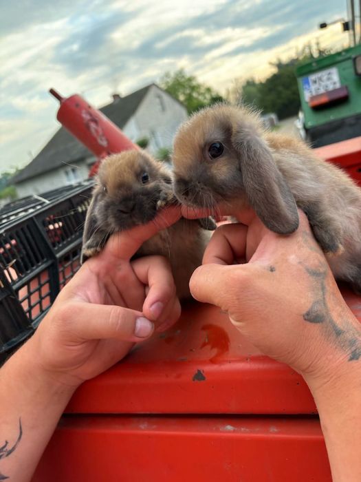 Króliczki Mini lop